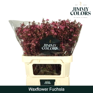 Waxflower premium L80 Klbh. Fuchsia