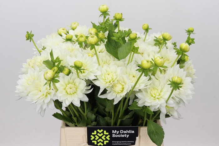 <h4>Dahlia Karma M. Zwaan</h4>