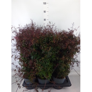 Jasminum polyanthum   ...rose