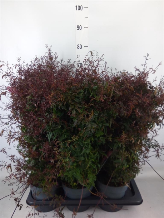 <h4>Jasminum polyanthum   ...rose</h4>