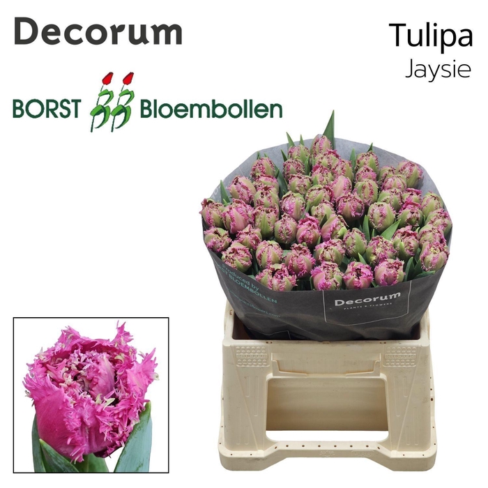 <h4>TU DU Jaysie</h4>