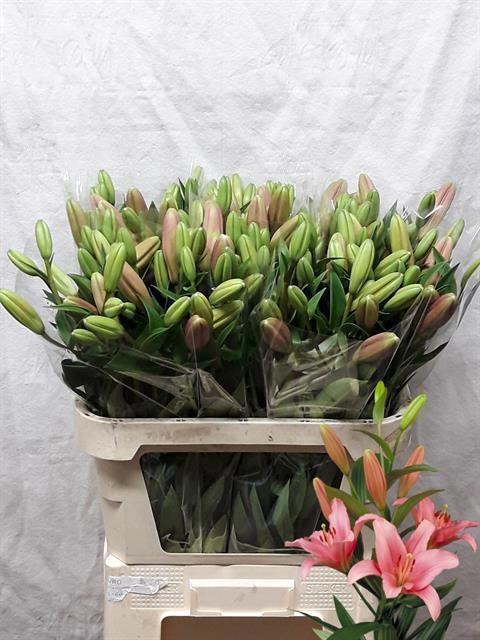 <h4>LI LA BRINDISI</h4>