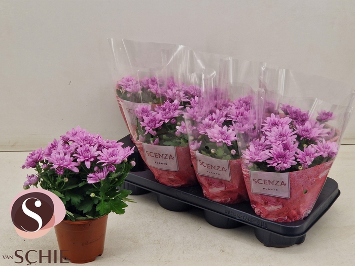 <h4>CHRYS DYNAMIC</h4>