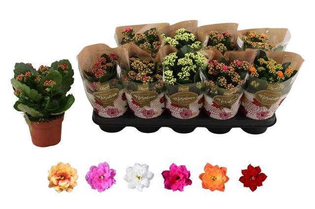 <h4>KAL GE RO GEM 6 KL</h4>