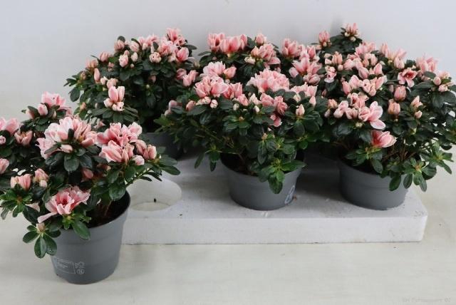 <h4>RHODO SI MEVR GERARD</h4>