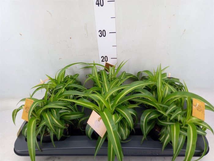 <h4>Chlorophytum com. 'Bonnie'</h4>