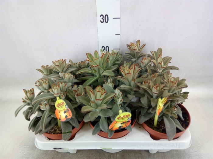 <h4>Kalanchoe NF tomentosa</h4>