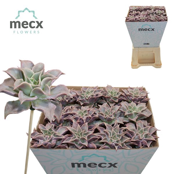 <h4>Echeveria Madiba (mecx Flowers)</h4>