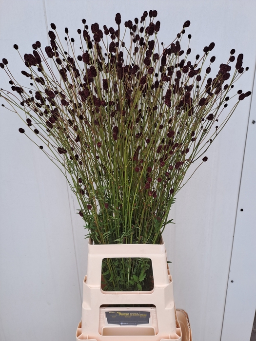 <h4>SANG OFFICINALIS</h4>
