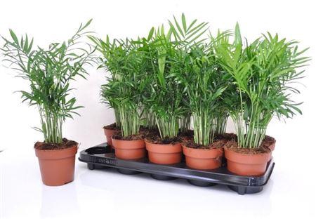 <h4>Chamaedorea Elegans</h4>