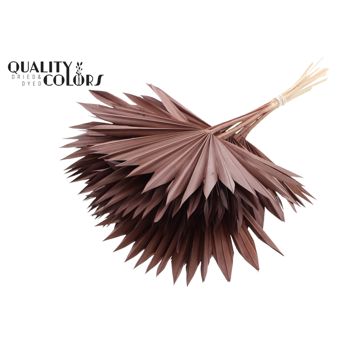 <h4>Sun Spear per stem Brown</h4>