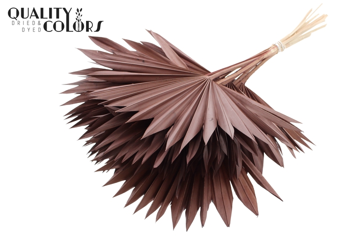 Sun Spear per stem Brown