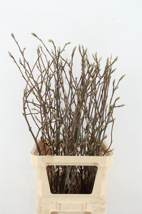 MAGNOLIA SOULANGEANA 100CM