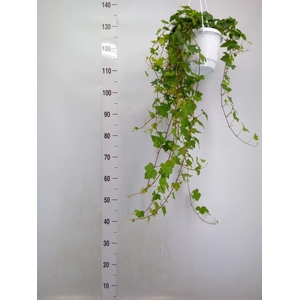 Hedera helix 'Pittsburgh'