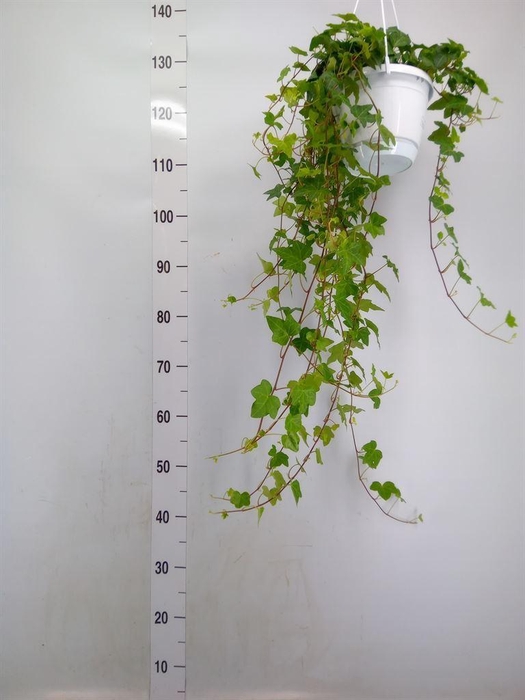 <h4>Hedera helix 'Pittsburgh'</h4>