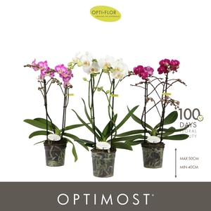 Optimost Sensual Mix 2 spike