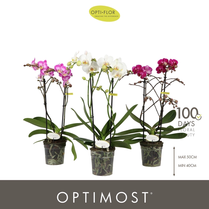 <h4>Optimost Sensual Mix 2 spike</h4>