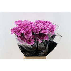 Di St Blue Copernico