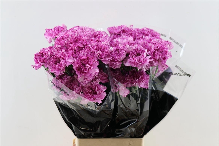 <h4>Di St Blue Copernico</h4>