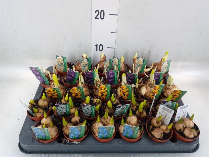 <h4>Bolbloemen   ...mix</h4>