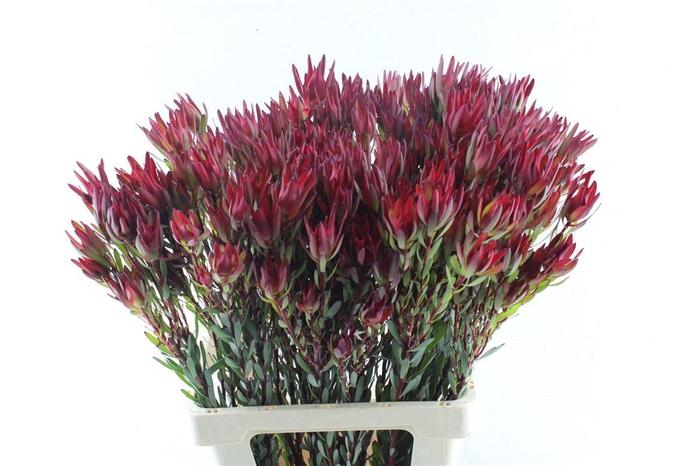 <h4>Leucad Sal Blush Ex</h4>