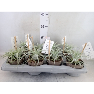 Tillandsia xerographica