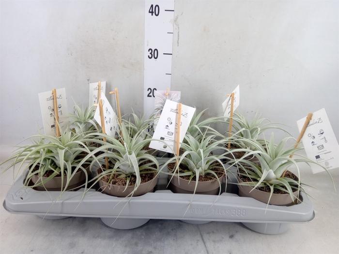 <h4>Tillandsia xerographica</h4>