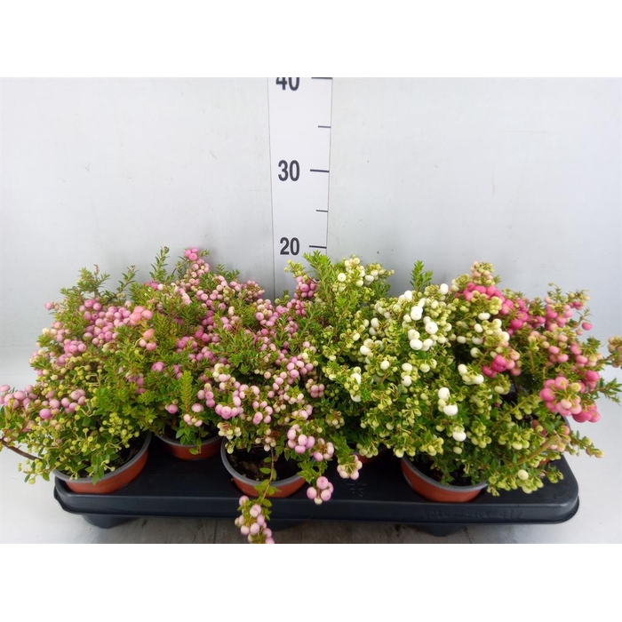 <h4>Gaultheria mucronata</h4>