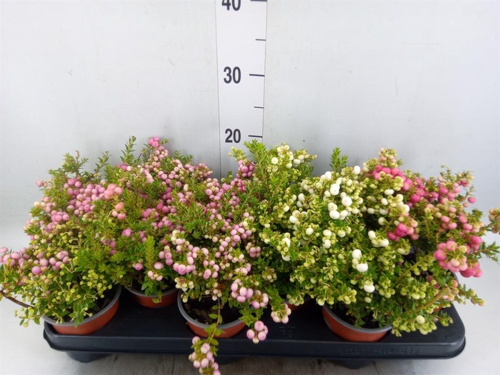 Gaultheria mucronata