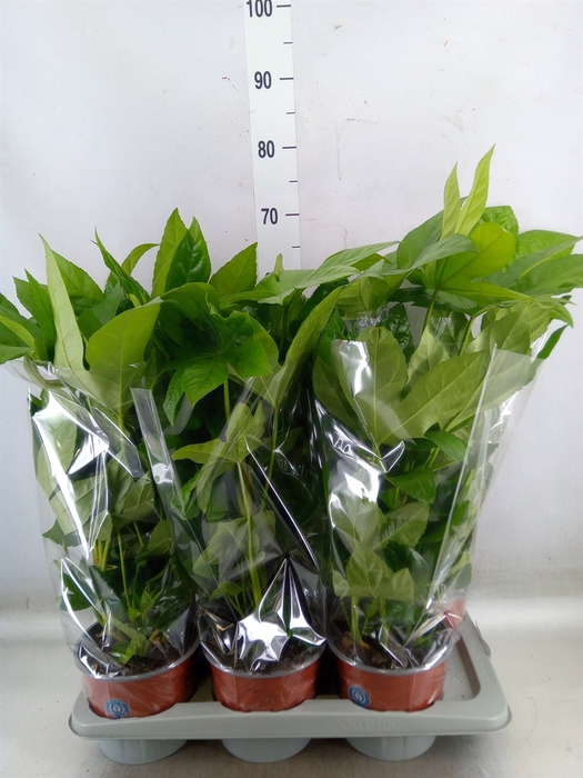 <h4>Fatsia japonica   ...</h4>