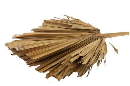 <h4>Dried Palm King Spear Naturel Xl Per Stem</h4>