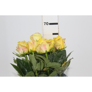 ROSA GOLDEN TOWER 060 CM AMARELO ESTUFA