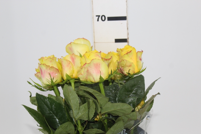 <h4>ROSA GOLDEN TOWER 060 CM AMARELO ESTUFA</h4>
