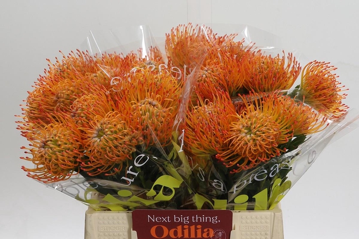 Nutans Ayoba Sun