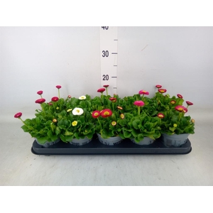 Bellis perennis 'Belladaisy'  ..mix
