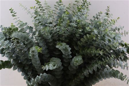 <h4>Euca Baby Blue 200gr P Bunch S A</h4>
