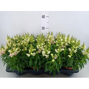 Antirrhinum majus   ...