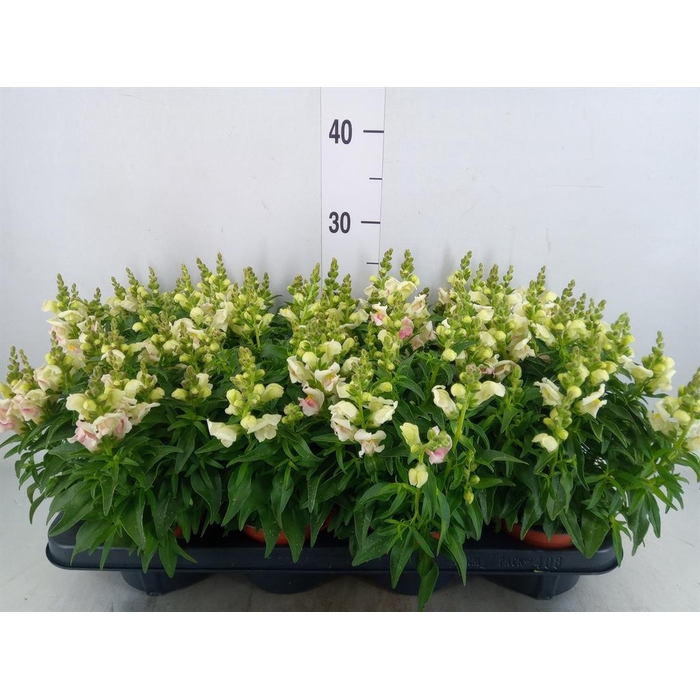 <h4>Antirrhinum majus   ...</h4>