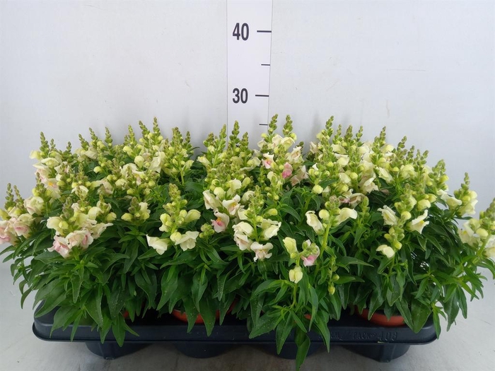 Antirrhinum majus   ...