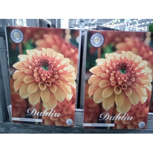 Dahlia   ...flowerbulbs