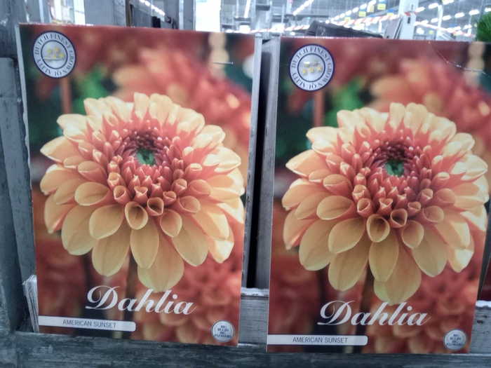 <h4>Dahlia   ...flowerbulbs</h4>