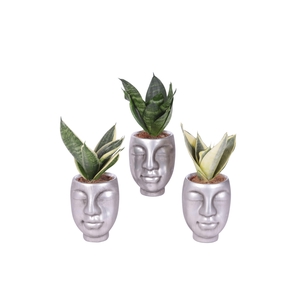 Sansevieria trif. Mix pot ø06cm Ceramic Face Pot Silver Ø09cm