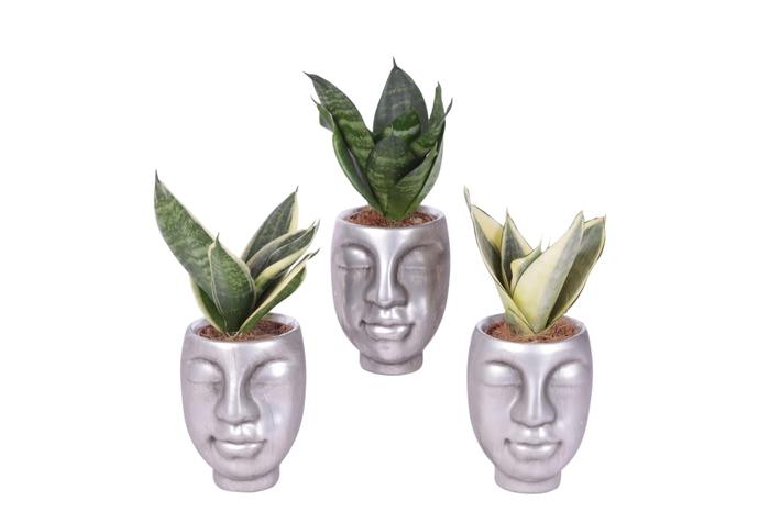 <h4>Sansevieria trif. Mix pot ø06cm Ceramic Face Pot Silver Ø09cm</h4>