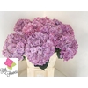 Hydrangea mag sweet ruby