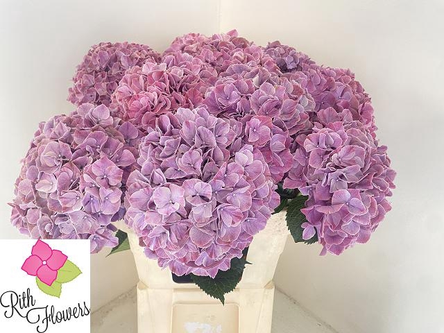 Hydrangea mag sweet ruby