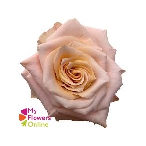 R Gr Shimmer Peach 50cm EC