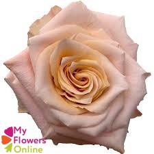 <h4>R Gr Shimmer Peach 50cm EC</h4>