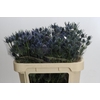 Eryngium Blue Dynamite