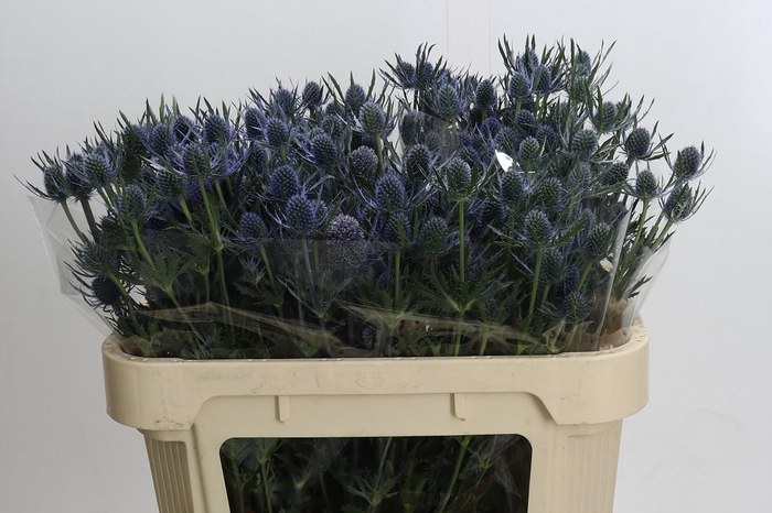 Eryngium Blue Dynamite