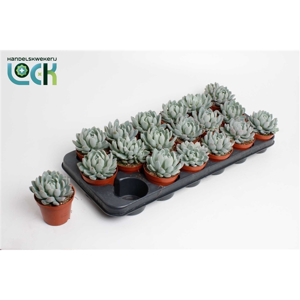 <h4>Echeveria Scheidekerii</h4>